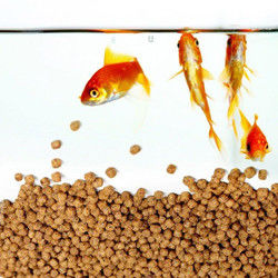 Dây chuyền sản xuất thức ăn nổi cho cá SS201 200-260 Kg/Giờ Hoàn toàn Liên tục