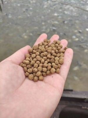 Máy làm thức ăn nổi cho cá công suất 100-160 kg/giờ